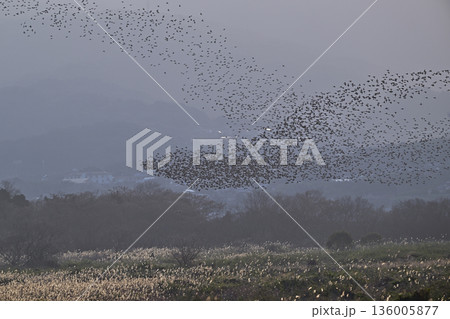 トモエガモ㉑(長崎県) トモエガモ㉑(長崎県) 136005877