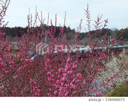 偕楽園の梅とE657系「スカーレットブロッサム」(常磐線偕楽園～赤塚間にある偕楽園にて撮影) 136006073