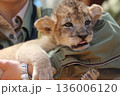 ライオンの赤ちゃん 136006120