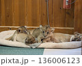 ライオンの赤ちゃん 136006123