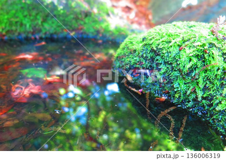 水と石と苔の風景1 水と石と苔の風景1 136006319