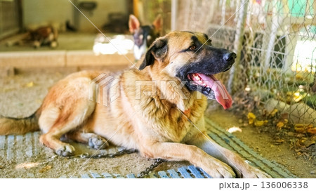 Dog resting in animal shelter looking for adoption 136006338
