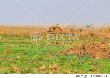 Cheetah (Acinonyx jubatus) on termite mound in savanna in Serengeti National park, Tanzania 136006571