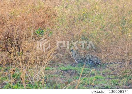 African leopard (Panthera pardus pardus) sitting in grass in Serengeti National park, Tanzania African leopard (Panthera pardus pardus) sitting in grass in Serengeti National park, Tanzania 136006574