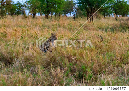 African leopard (Panthera pardus pardus) sitting in grass in Serengeti National park, Tanzania 136006577