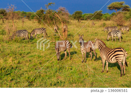 Herd of zebras in savanna in Serengeti national park in Tanzania. Wildlife of Africa 136006581