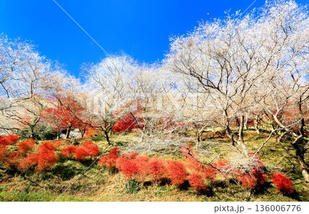 川見四季桜の里 川見四季桜の里 136006776