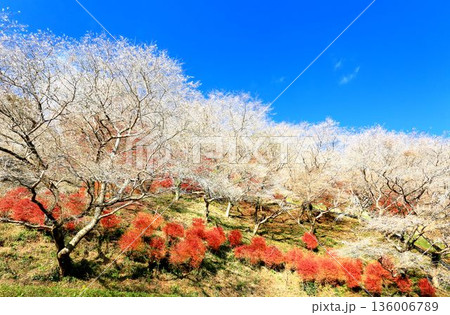 川見四季桜の里 川見四季桜の里 136006789