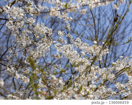 山に咲くエドヒガン桜 136006859