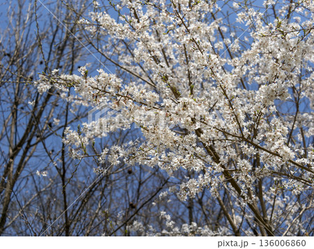 山に咲くエドヒガン桜 136006860