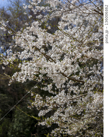 山に咲くエドヒガン桜 136006862