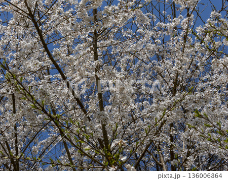 山に咲くエドヒガン桜 136006864