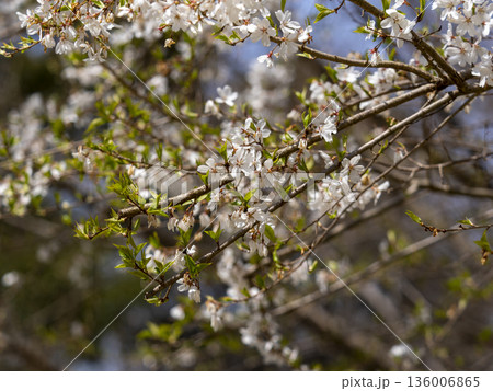 山に咲くエドヒガン桜 136006865