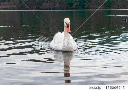 志高湖のコブハクチョウ 136006943