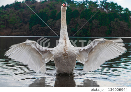 志高湖のコブハクチョウ 136006944
