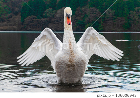 志高湖のコブハクチョウ 志高湖のコブハクチョウ 136006945