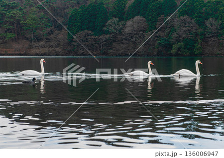 志高湖のコブハクチョウ 志高湖のコブハクチョウ 136006947