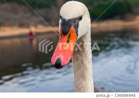 志高湖のコブハクチョウ 136006948