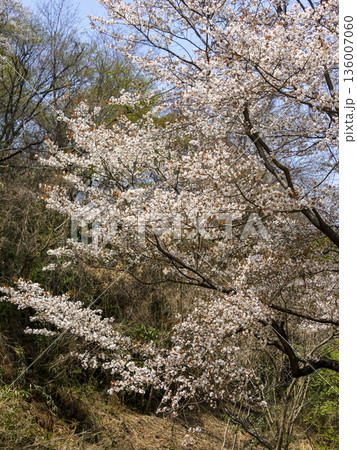 都市緑地公園「北雲雀きずきの森」に咲く桜 都市緑地公園「北雲雀きずきの森」に咲く桜 136007060