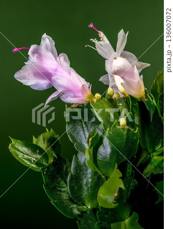 Close Up Of Blooming White Christmas Cactus On Green Background Close Up Of Blooming White Christmas Cactus On Green Background 136007072
