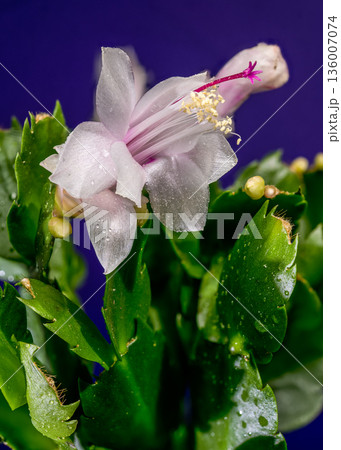 White And Pink Christmas Cactus Flower Against Dark Purple Background White And Pink Christmas Cactus Flower Against Dark Purple Background 136007074