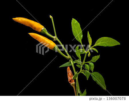 Two Vibrant Yellow Chili Peppers With Water Drops On Black Two Vibrant Yellow Chili Peppers With Water Drops On Black 136007078