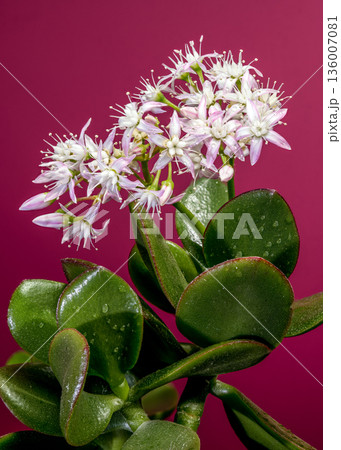 Succulent Jade Plant Crassula Ovata With White Pink Star Flowers 136007081