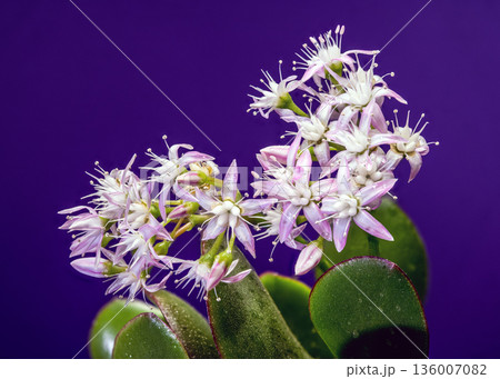 Succulent Jade Plant Crassula Ovata With White Pink Star Flowers 136007082