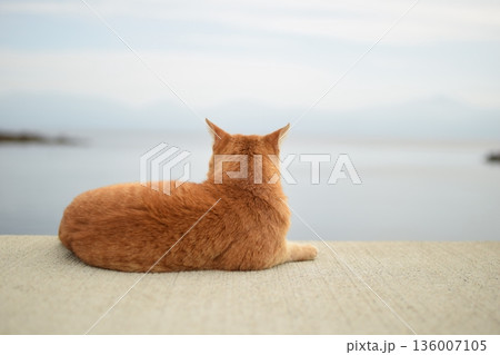 漁港の堤防で日向ぼっこする茶白ネコ 漁港の堤防で日向ぼっこする茶白ネコ 136007105