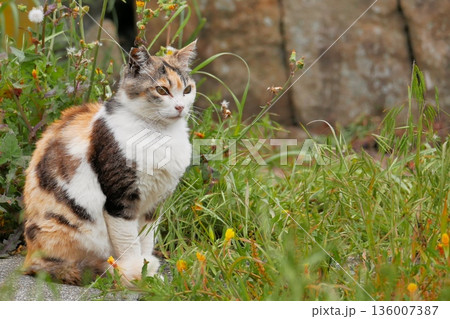 可愛い三毛猫 136007387