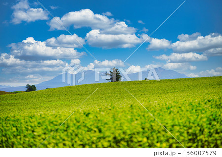 夏の北海道 就実の丘から望む大雪山 136007579