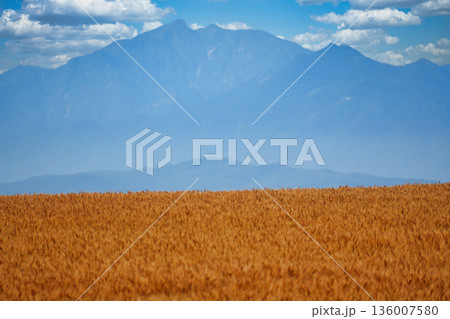 秋の北海道　麦畑と十勝山脈 136007580