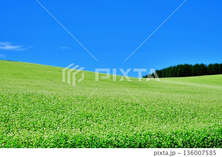 北海道美瑛町そば畑 136007585