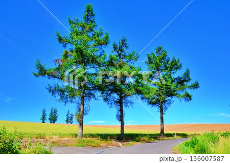 マイルドセブンの丘 136007587