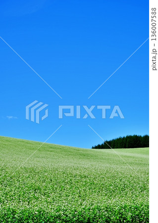 北海道美瑛町にある蕎麦畑 136007588