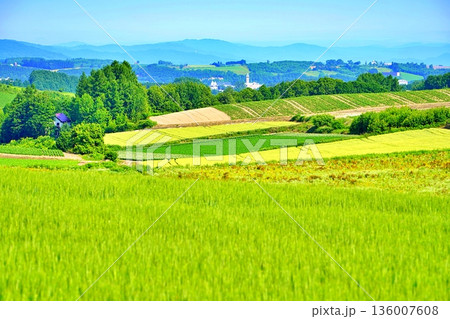 北海道 美瑛の丘 136007608