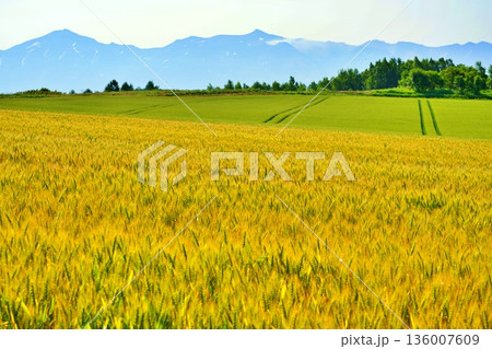 北海道美瑛の丘と十勝岳連峰の牧歌的風景 北海道美瑛の丘と十勝岳連峰の牧歌的風景 136007609