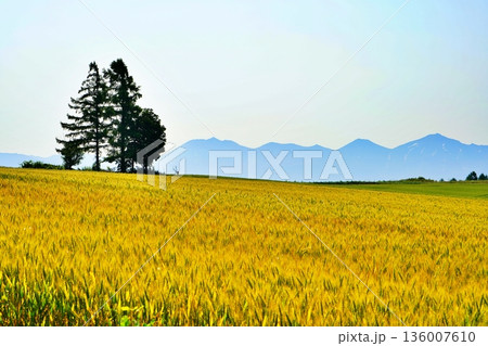 北海道美瑛の丘と十勝岳連峰の牧歌的風景 136007610