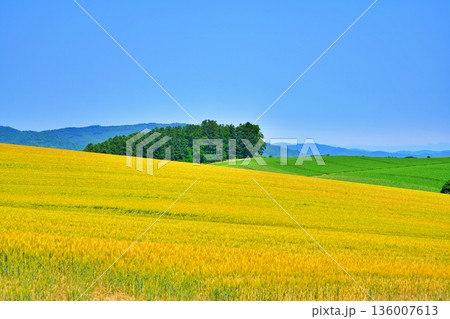 北海道美瑛町 パッチワークの丘 北海道美瑛町 パッチワークの丘 136007613