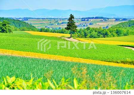 北海道美瑛町 パッチワークの丘 北海道美瑛町 パッチワークの丘 136007614