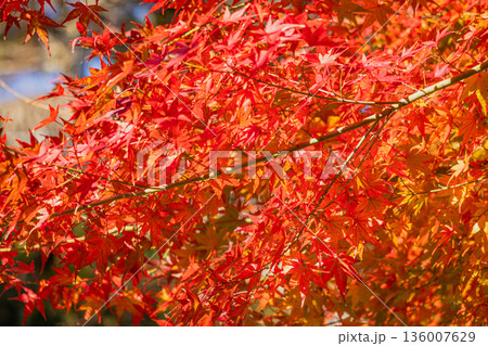 川根本町にある寸又峡の紅葉の風景(静岡県) 136007629