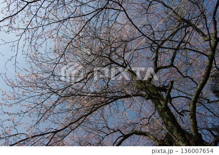 春の長野県南信州では野山に一斉に桜が咲き気持ちが軽くなります。 136007654