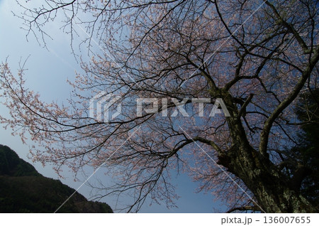 春の長野県南信州では野山に一斉に桜が咲き気持ちが軽くなります。 春の長野県南信州では野山に一斉に桜が咲き気持ちが軽くなります。 136007655