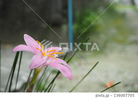 沖縄の植物、サフランモドキ　沖縄の風景 136007705