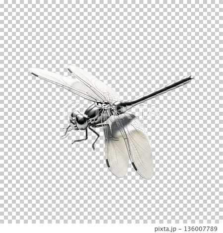 dragonfly isolated on white background 136007789