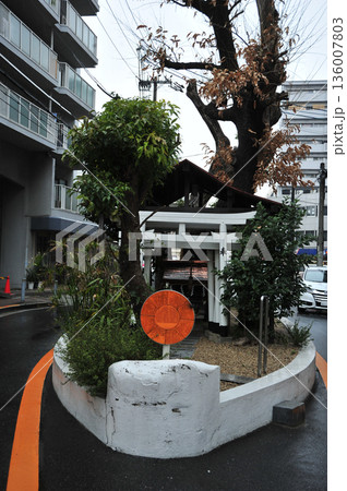 大阪市　道路の真ん中の楠大神　御神木 136007803
