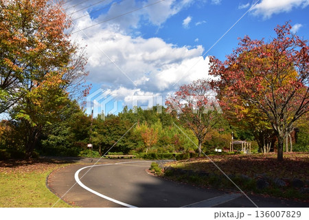 神奈川県 小田原こどもの森公園わんぱくらんど散策路と紅葉 神奈川県 小田原こどもの森公園わんぱくらんど散策路と紅葉 136007829