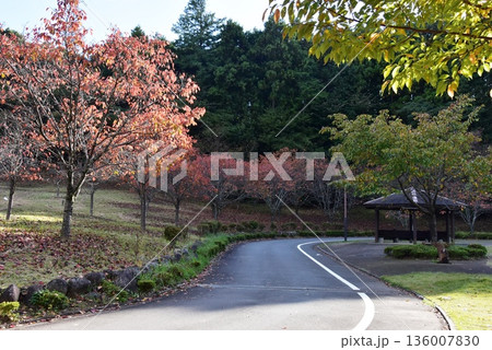 神奈川県 小田原こどもの森公園わんぱくらんど散策路と紅葉と東屋 神奈川県 小田原こどもの森公園わんぱくらんど散策路と紅葉と東屋 136007830