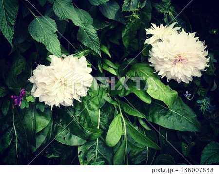 フランス・ジヴェルニー モネの庭に咲く純白のダリアと深い緑の葉のコントラスト フランス・ジヴェルニー モネの庭に咲く純白のダリアと深い緑の葉のコントラスト 136007838