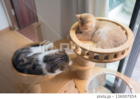 pet care concept with play and happy feeling with cat in living room 136007854